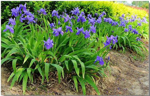 鸢尾花苗工程苗木莺尾花蝴蝶花蝴蝶兰苗花灌木花苗批发花苗