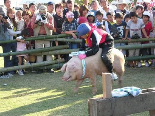 日本最"奇葩"的赛事,人骑着猪一起冲刺,坚持10秒奖励50万