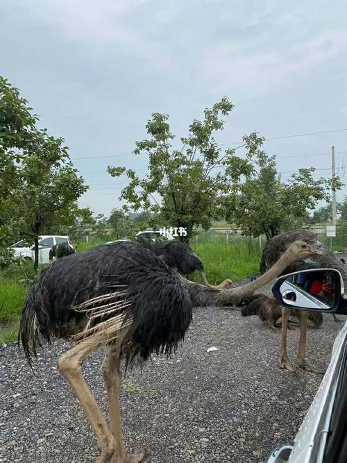 曲阜长鹿动物园96票_动物园_曲阜长鹿动物园_出行