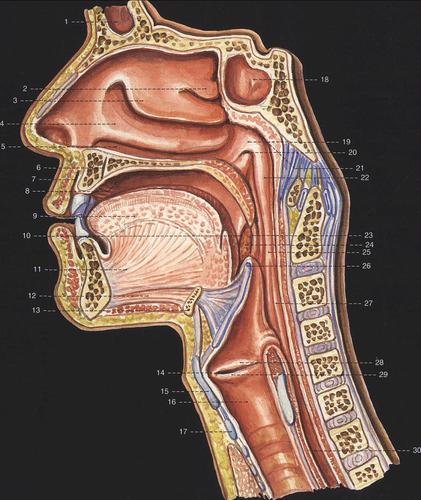 150咽与鼻口喉的交通正中矢状切面