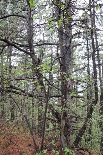 栒子木又叫拐棍木(左侧那根细一些的上面带拐弯的)