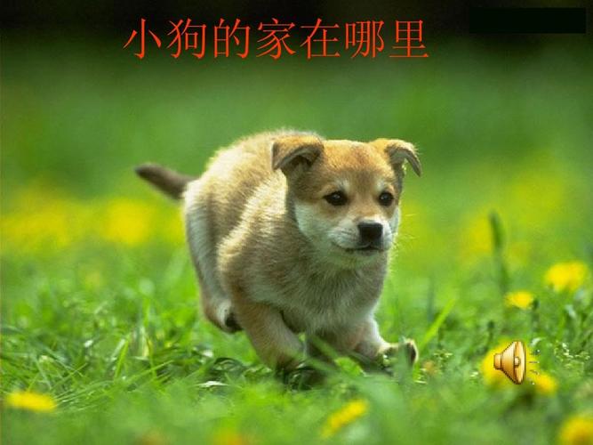 小狗的家在哪里