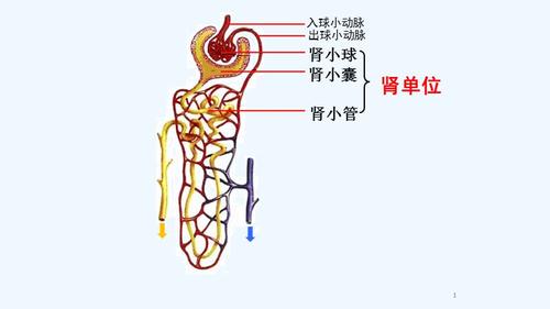 生物人教版七年级下册肾单位的结构pptx