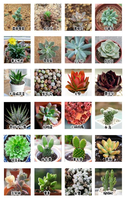 8089水晶莲多肉植物批发多浆植物 防辐射绿植盆栽草娃娃可爱肉肉