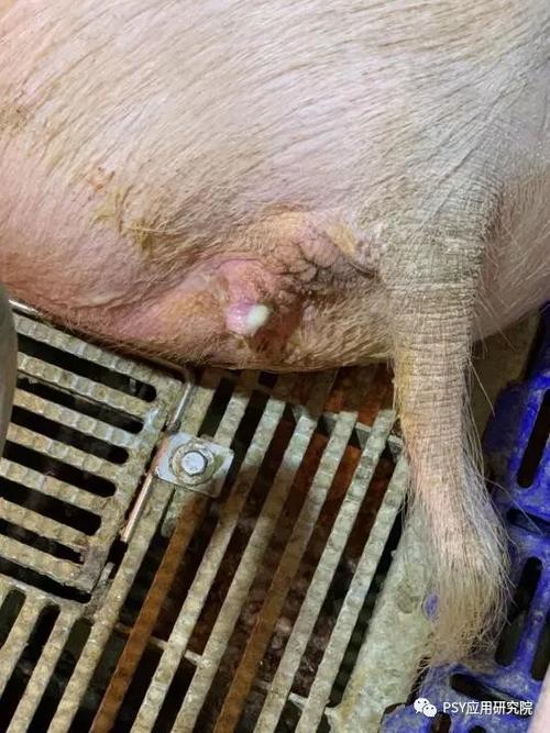 母猪子宫内膜炎