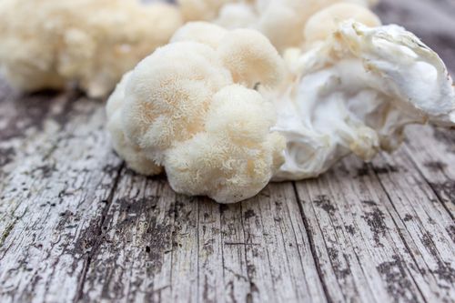 蘑菇,药用,木质,表面