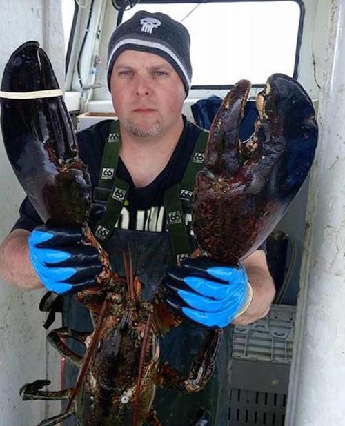 世界最长巨龙虾体长80厘米,重6公斤,关键是这座岛上有