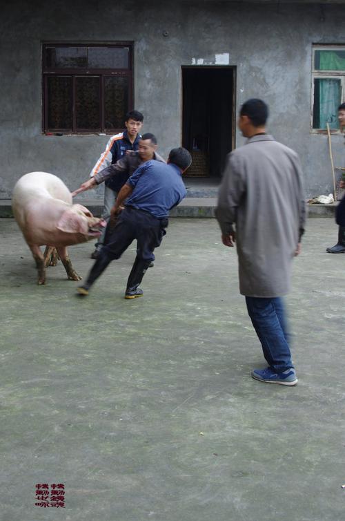 杀猪过年