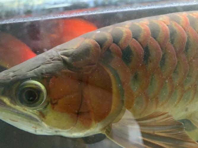 求助!龙鱼鳞片上有白色的