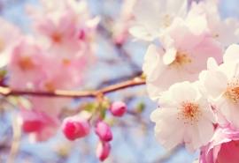 初春唯美粉色桃花高清风景壁纸