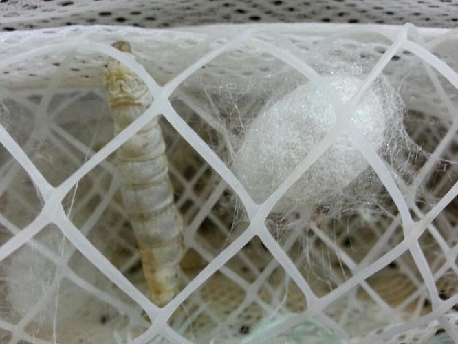 结茧第二天.吐丝中.