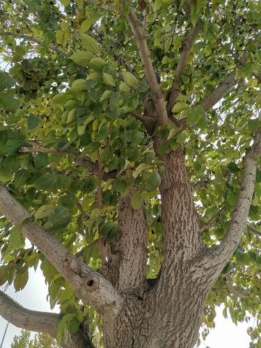 杜仲树～～杜仲叶