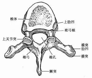 单拿出一段脊椎,今天,我们就再谈腰椎最严重的当属于腰椎间盘突出例如