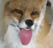 狗gif动态图片,舔屏动图表情包下载 - 影视综艺明星