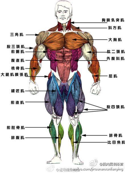 人体肌肉分布图
