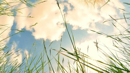 麦穗高清壁纸图片大全