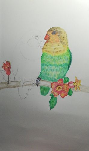 彩铅临摹:牡丹鹦鹉