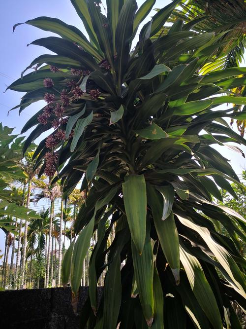 妹夫家的香龙血树