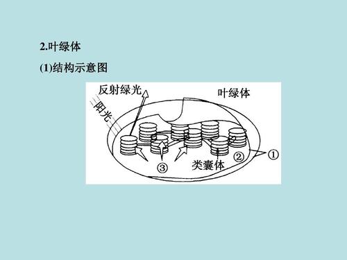 2.叶绿体 (1)结构示意图