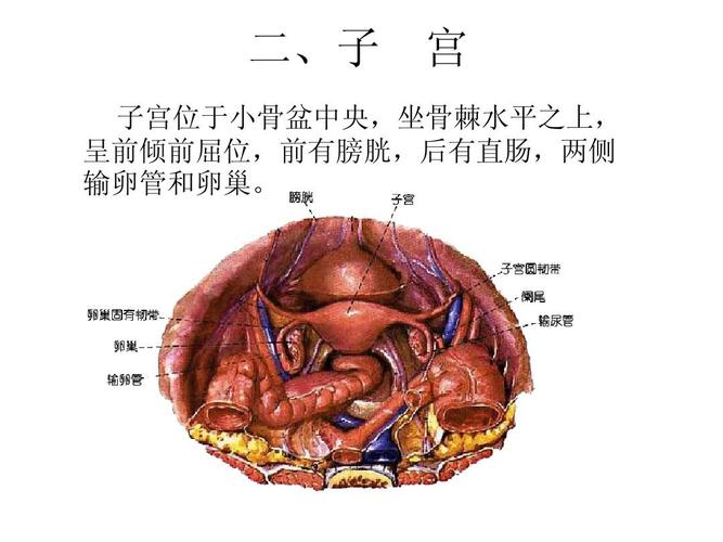 子宫及附件解剖及生理