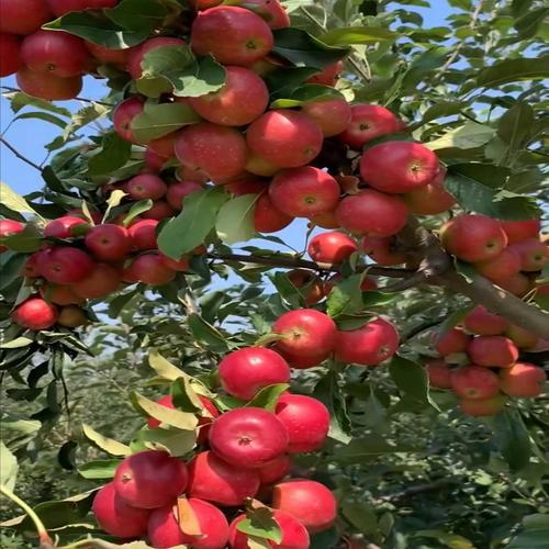 乙女苹果苗 小苹果鸡心果苗耐寒南北方果树 沙果苗 日本苹果苗