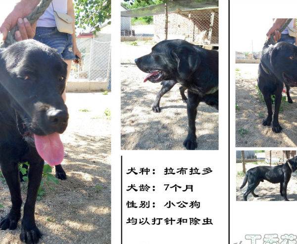 出售各种犬,有拉布拉多,格力,杜宾,罗威纳,狼狗,柴犬,黑星