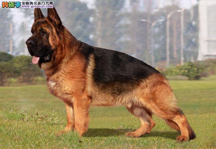 顶级锤系血统 德国牧羊犬 德牧幼犬