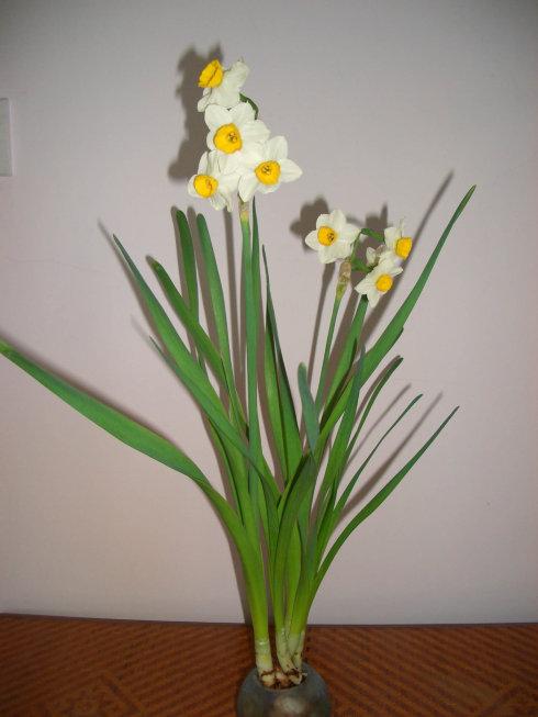 水仙花