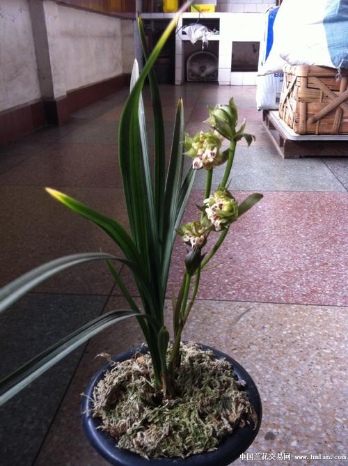 盖世牡丹(阳台自然苗,3苗,带花苞) - 中国兰花交易网