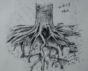 【每日钢笔画#7】树根写生
