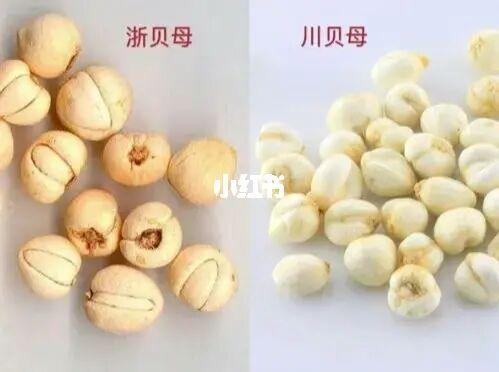 每日一药(清化热痰药～川贝母)_贝母_化痰_中医_止咳