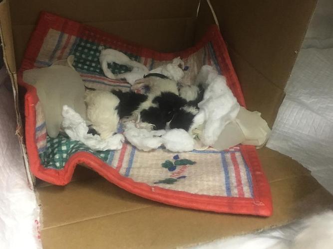 【讨论】猫咪羊水破了一个多小时