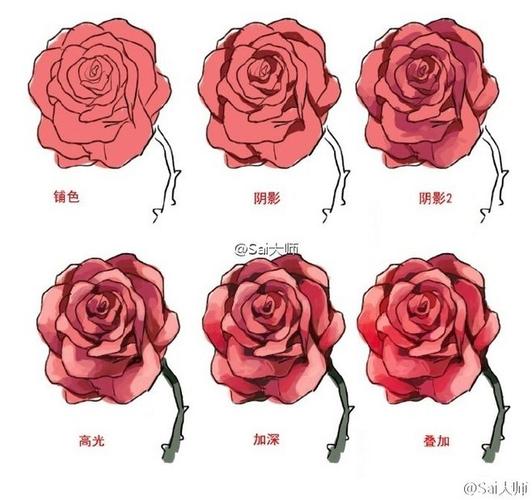 绘画学习#020202多种花花的绘制练习,玫瑰,牡丹及一些常见花卉