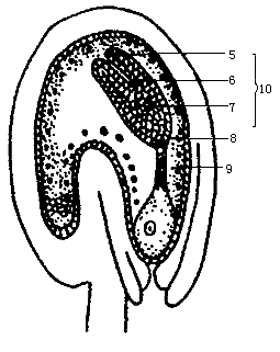 图为荠菜胚发育的示意图