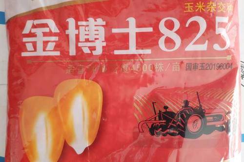 金博士玉米种大全简介,金博士717 0/袋 金博士825玉米种子 金博士825玉米种高产大田种植玉米种