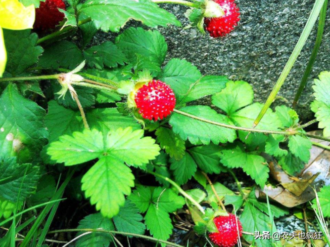 此果是蛇莓,小时候父母说不能吃,如今20元1斤,网友:能吃吗?