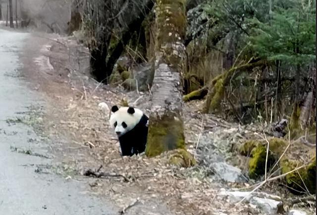 (二)|平武|王朗|雪宝顶|自然保护区|大熊猫_网易订阅