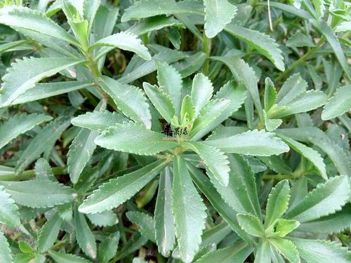 草本三七植物图片