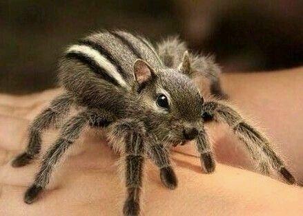 这是什么品种的蜘蛛