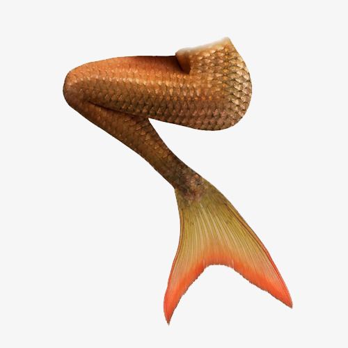 美人鱼尾巴【免抠元素png】-90设计网