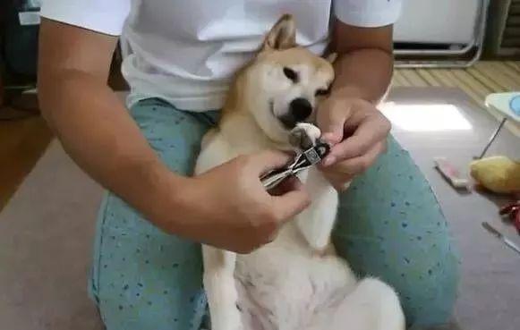 给柴犬剪指甲,宠主和狗狗亲密无间,狗狗任由主人摆弄!