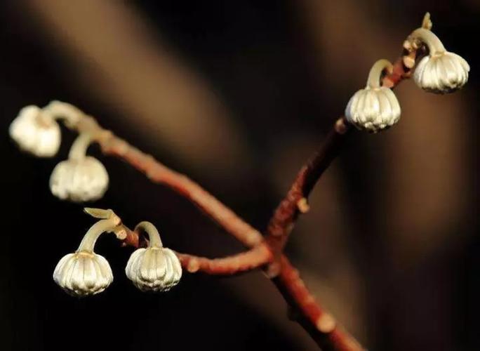 打结花