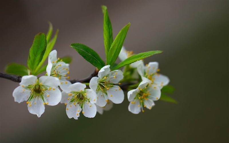 清新唯美的梨花图片桌面壁纸下载