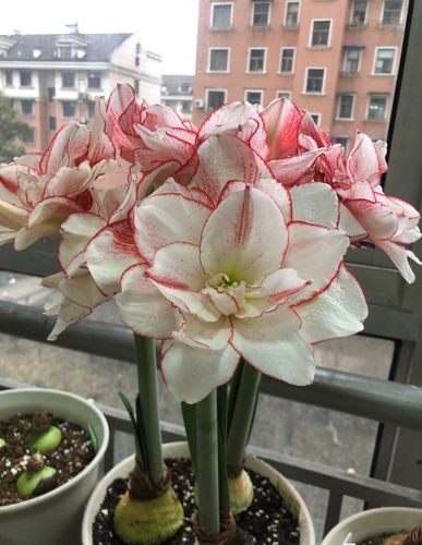 早春养花试试朱顶红条纹黛丝花朵自带仙气点亮你阳台