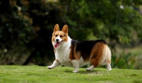 柯基犬没有尾巴的原因原来是这样的