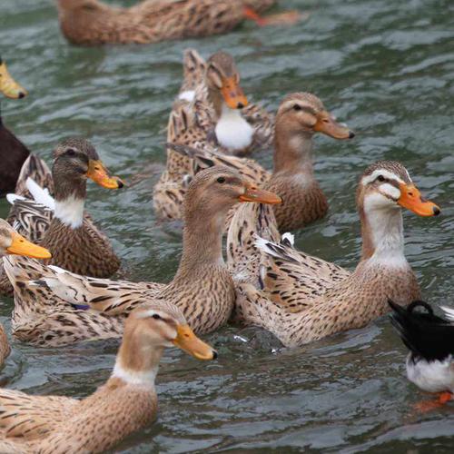 草鸭笨鸭现杀鲜肉新鲜肉老鸭麻鸭鸭子散养农村鸭肉