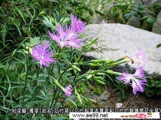 瞿麦图片_瞿麦的功效与作用-中药大全