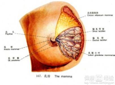 乳腺癌的重要特征是什么