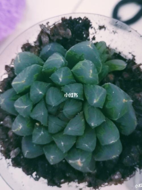 紫姬玉露被我养出颜色了!_多肉控_家居家装_家居装饰