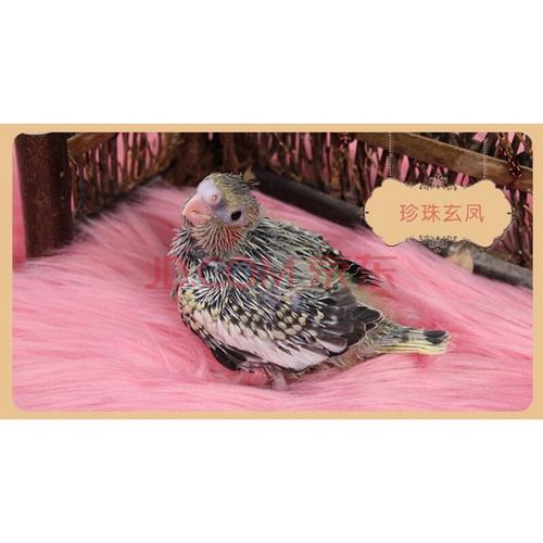 雏鸟半毛手养15-25天大喂奶粉玄风鹦鹉会说话小鸟黄绿桃 雏鸟珍珠玄凤